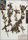 Foto von Salix pentandra L.